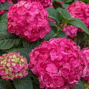 Meet your Posher, Sonya